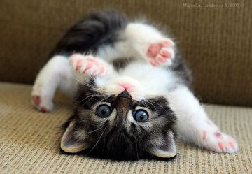 coveImg