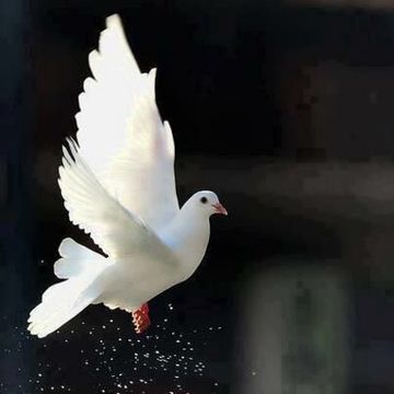 coveImg