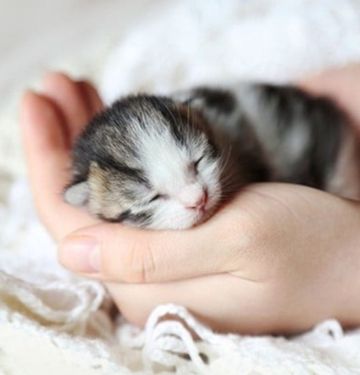coveImg