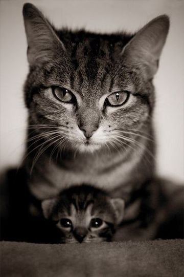 coveImg
