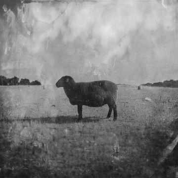 Black Sheep-cover