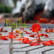 Phượng Buồn (SC)