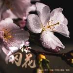 雨樱花（翻自 F.I.R.）-cover