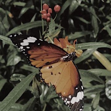 Butterfly-cover
