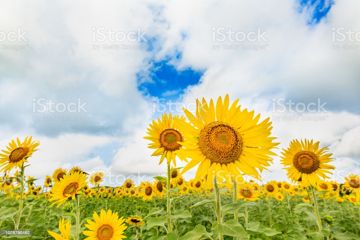 coveImg
