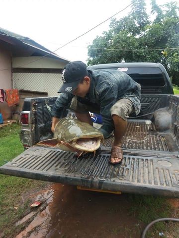 Gặp mẹ trong mơ _ Thiện Tâm