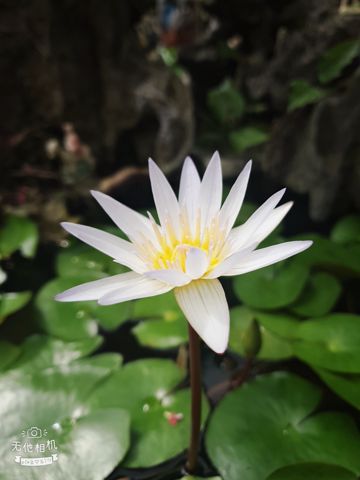 Trả hết cho người