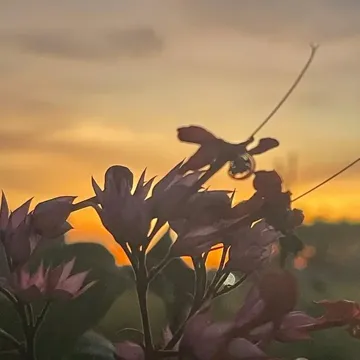 Sholawat Allah Aghisna Ya Rosulullah Versi Koplo