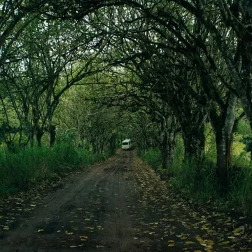 coveImg