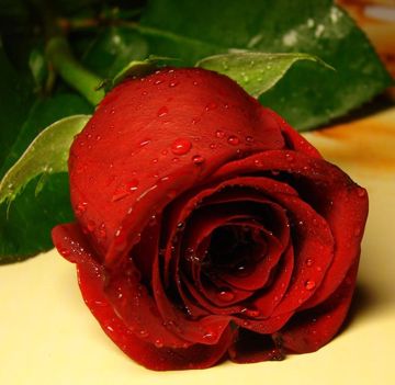 NẾU HAI ĐỨA MÌNH-cover