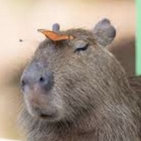 coveImg