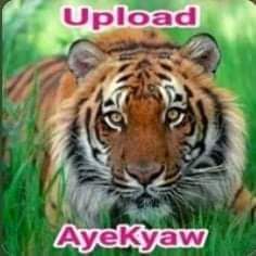 ခ်င္းတို႔ဌာေန-cover