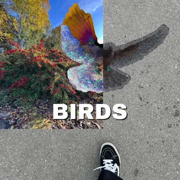 Birds-cover