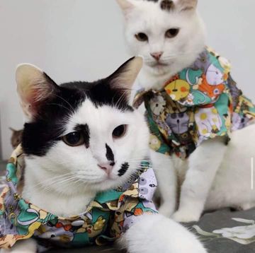 coveImg