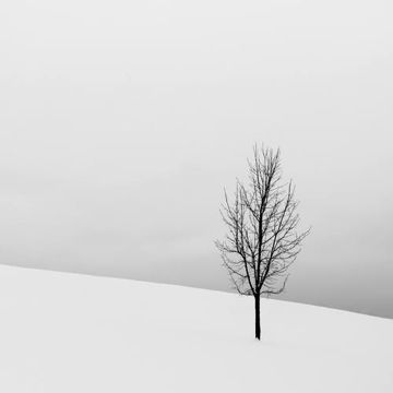 iltimas-cover