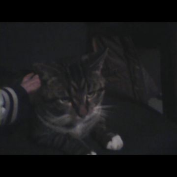coveImg