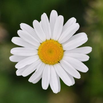 coveImg