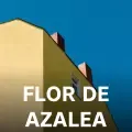 Flor De Azalea-cover