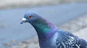 coveImg