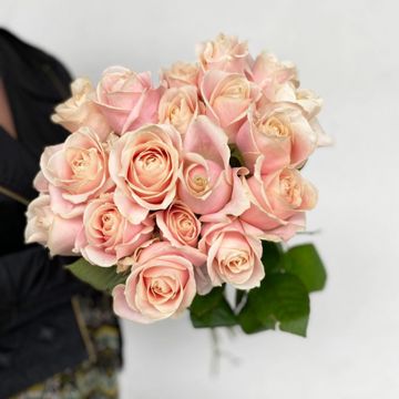 ROSE PALE-cover