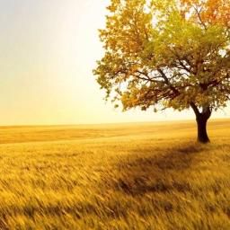 Summer Wind (instrumental version)-cover