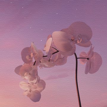 白梨花-cover
