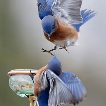 coveImg