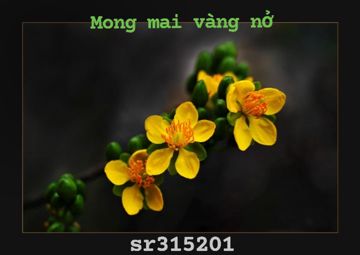 Mong mai vang no - sr315201
