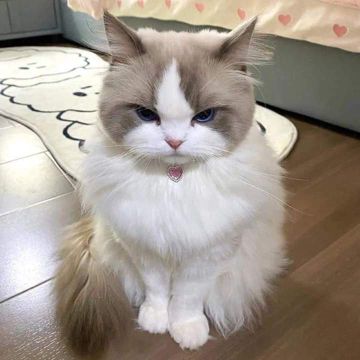 coveImg