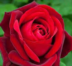 Querida Rosa-cover