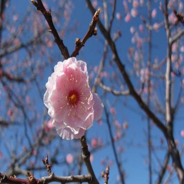 Sakura Sakura-cover
