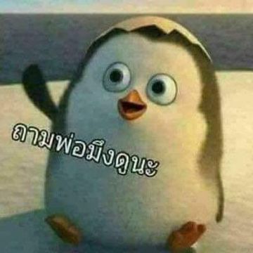 The love of tired swans