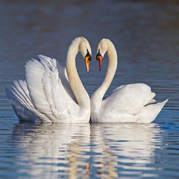 coveImg