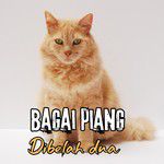 Bagai pinang di belah dua