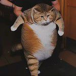 coveImg