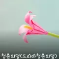 청춘의덫(드라마청춘의덫)-cover