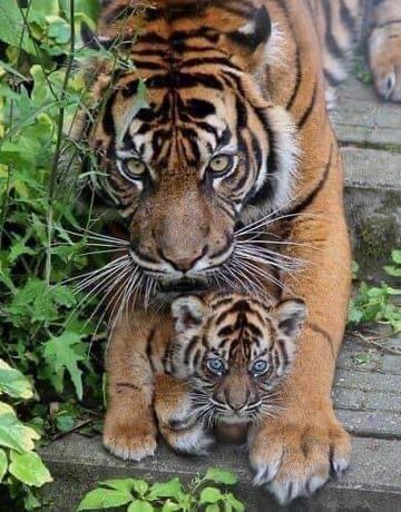 coveImg