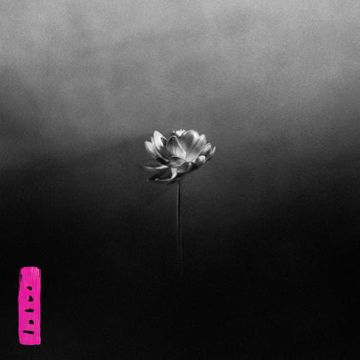 Lion-cover