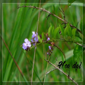 Ngược Dòng Hương Giang-cover