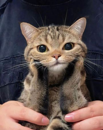 coveImg