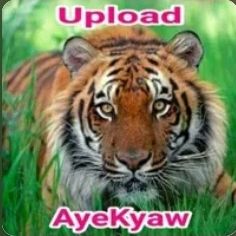 စိတ္-cover