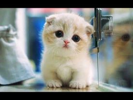 coveImg