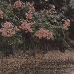 破敗花園-cover