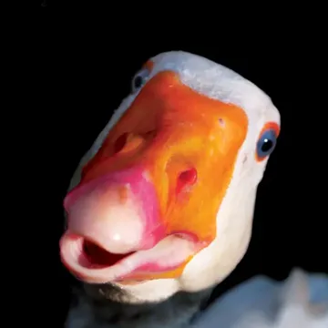 coveImg