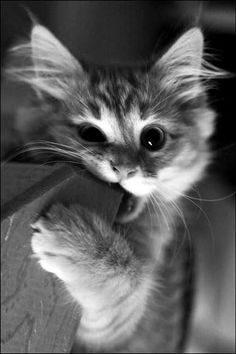 coveImg