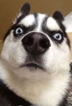 Đò sang ngang (nhạc sống)