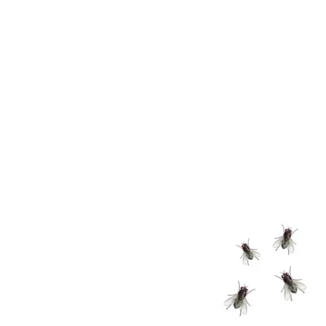 fly-cover