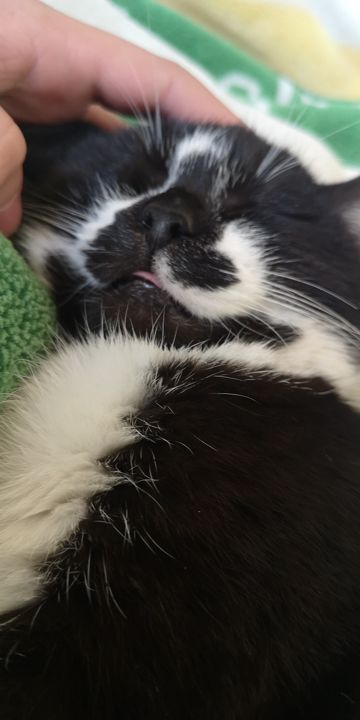 coveImg