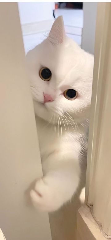 coveImg