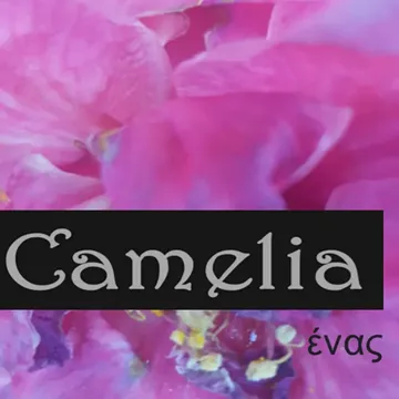 Bucle-cover